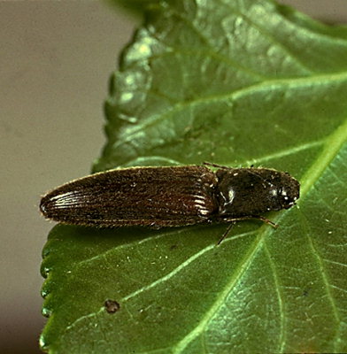 agriotes