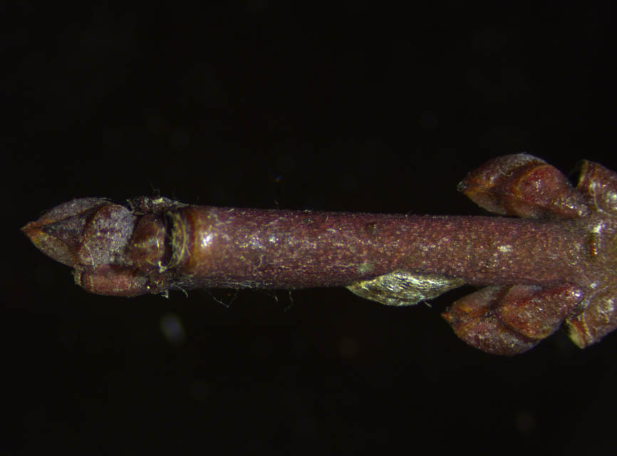Yponomeuta cagnagellus