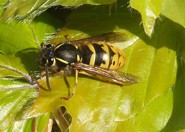 Vespula sp.