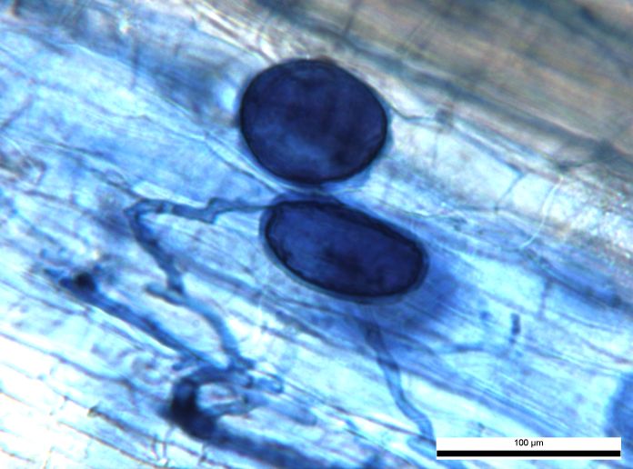 VA mykorrhiza1
