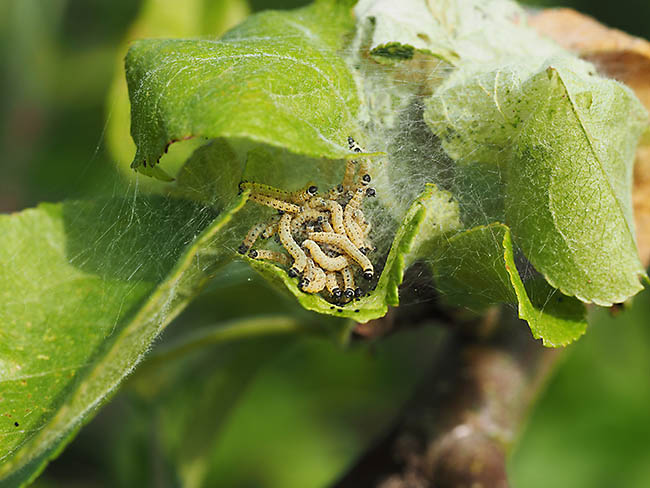 Yponomeuta malinellus