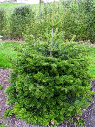 Abies nordmanniana