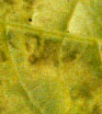 Pseudoperonospora cubensis