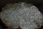 Microsphaera begoniae