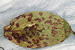 Septoria cornicola