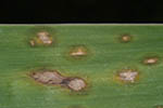 Didymella macrospora