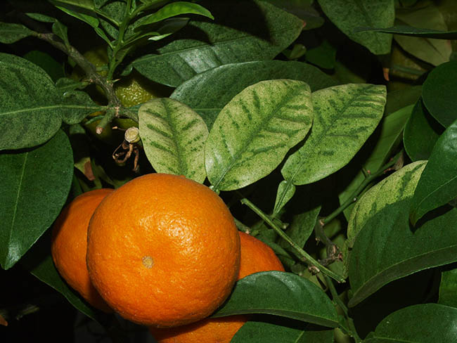 Panonychus citri