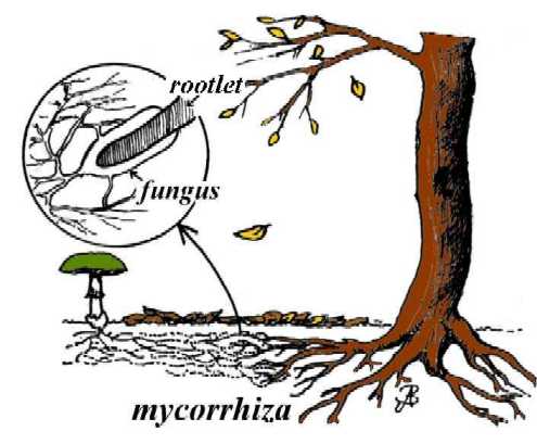 ectomycorhiza