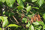 Monilinia fructigena
