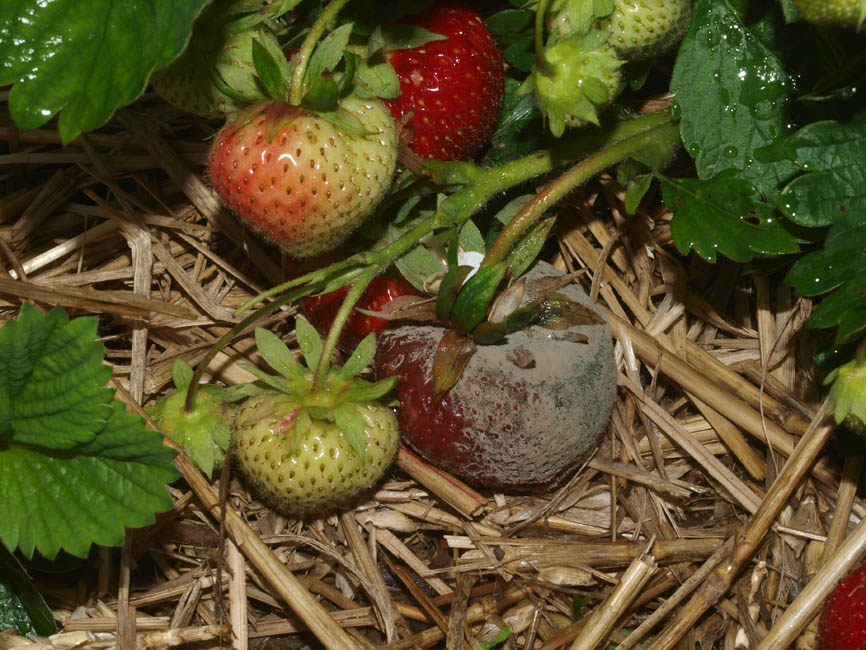 Gråskimmel jordbær