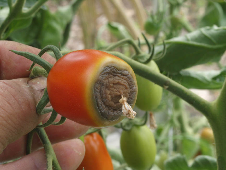 griffelråd tomat