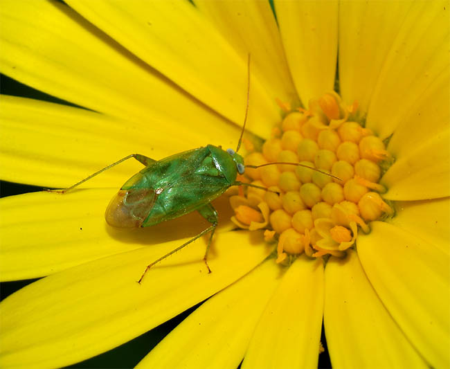 Lyngocoris pabulinus