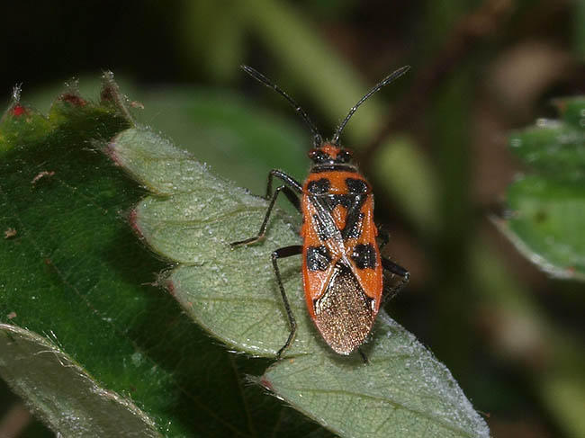 Corizus hyoscyami