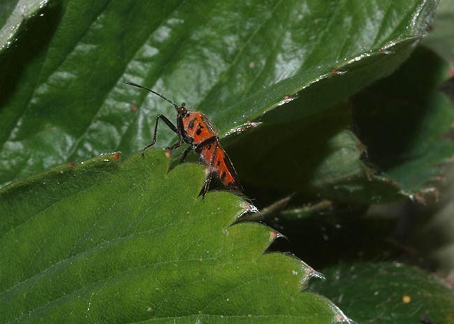 Corizus hyoscyami