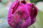 Botrytis tulipae